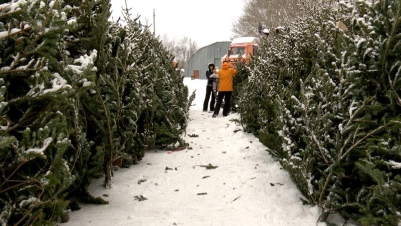 В Южно-Сахалинске стартовали продажи новогодних елей - Центр внимания 17.12.25