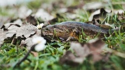 Россельхознадзор: мэрия Невельского района нарушила правила уборки рыбных отходов