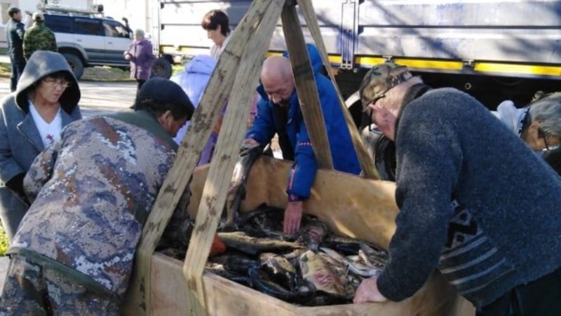 Больше 700 кг свежей кеты раздали пенсионерам и инвалидам в Макаровском районе