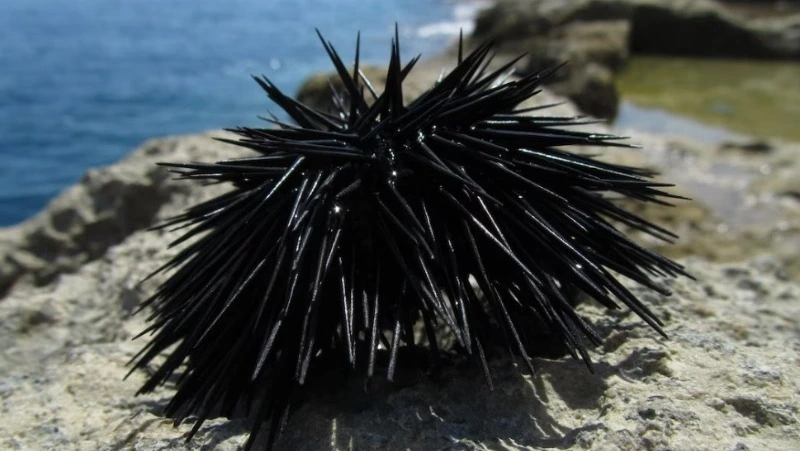 Эксперты: уловы морского ежа растут у западного Сахалина