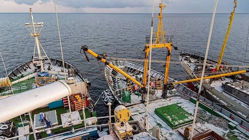 Наибольший объем молоди тихоокеанских лососей по ДФО вырастили на Сахалине