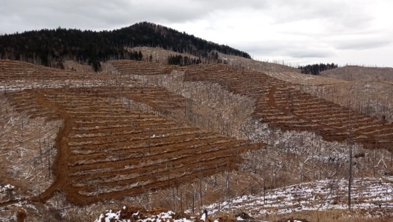На Сахалине завершается подготовка почвы для лесовосстановления  Михаил Берёзов