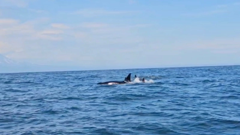 Волонтеры с Сахалина ищут запутавшегося в пластик детеныша косатки на Камчатке