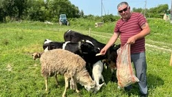 Сахалинец развивает ферму на «дальневосточных гектарах» благодаря господдержке 