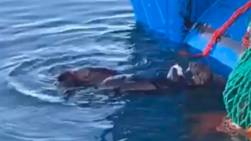 Сахалинцев удивили курильские каланы-воришки