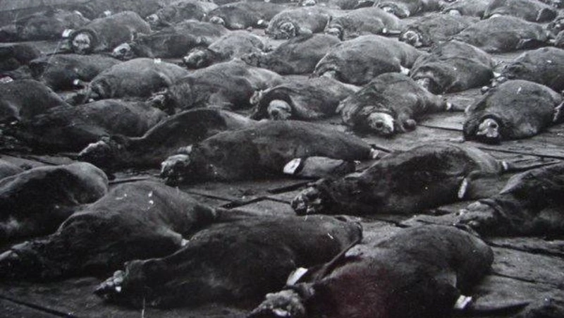 Варварский способ: сахалинские волонтеры опубликовали очерк о прежних убийствах морских котиков 