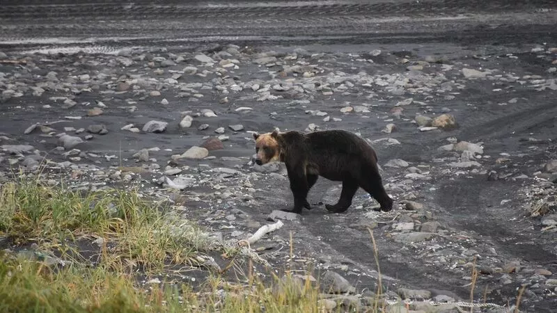 «Коленки дрожали»: путешественница показала фотографии диких животных на Курилах