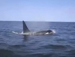 Семья косаток проводила рыбаков в Охинском районе