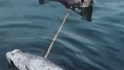 Отдыхающих на поплавках нерп показал сахалинский блогер