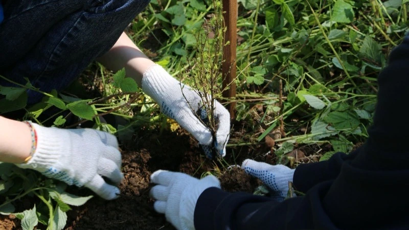 Железнодорожники обновили зеленый фонд парка в Южно-Сахалинске