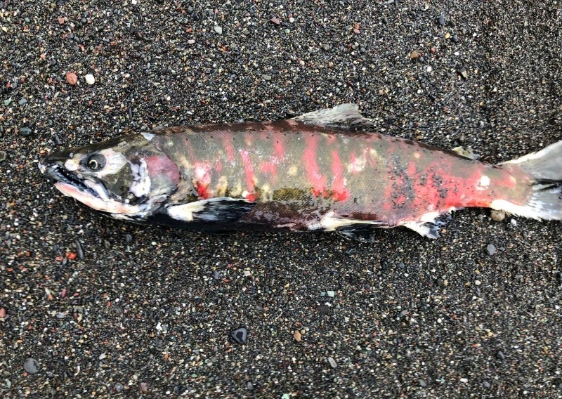 Гниющую заживо симу показал рыбак на Сахалине — ФОТО