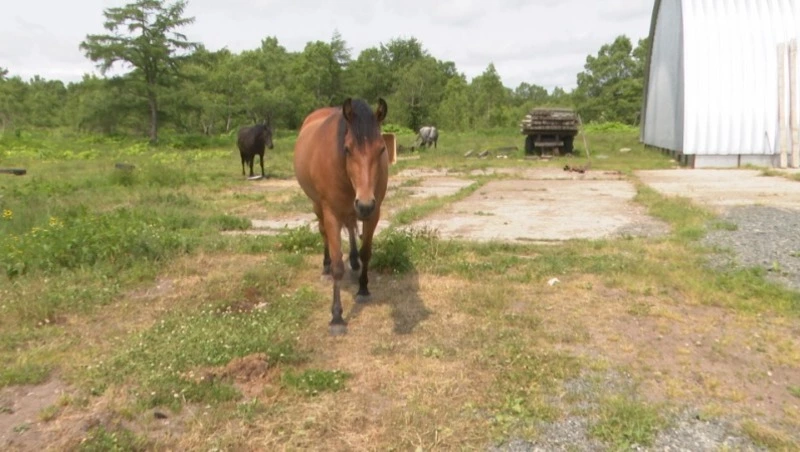 Сахалинский фермер безвозмездно получил тридцать миллионов рублей! Сельсовет 28.06.23