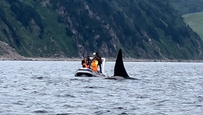 Туристы встретили семью косаток по пути к маяку Анива