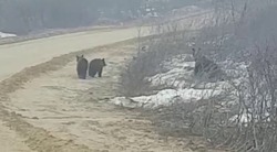Видеофакт: медвежью семью встретил сахалинец возле села Тунгор