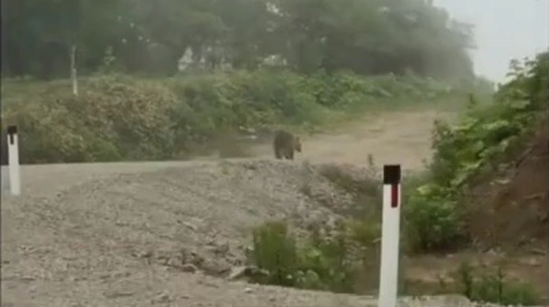 Два медведя за два дня. Хищники чаще выходят к людям на Курилах