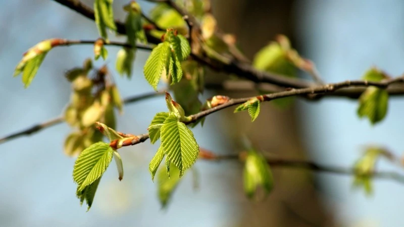 Прогноз погоды на Сахалине на 8 мая