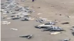 На восточном побережье Сахалина горбушей засыпало весь берег