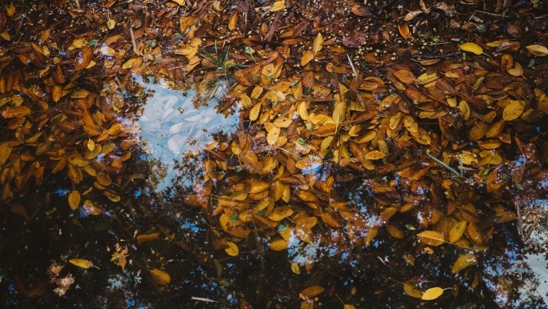 Дожди на юге Сахалина и до +15 градусов на Курилах прогнозируют 26 октября