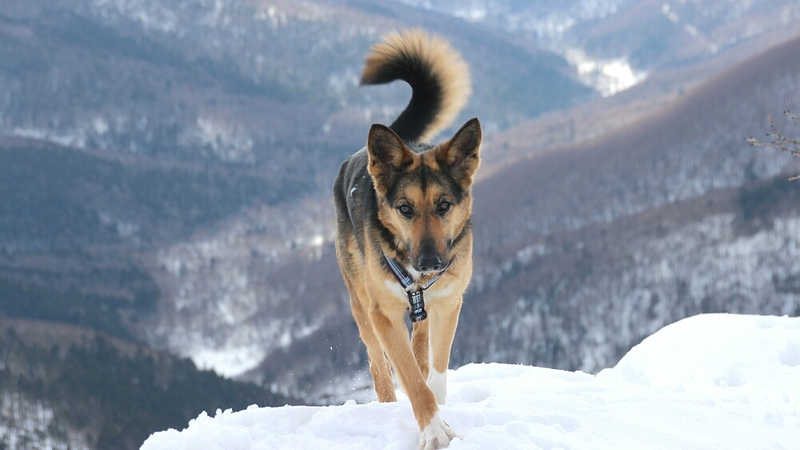 Чай под Упырёнком
