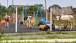 Стадо коров заняло детскую площадку в Томаринском районе