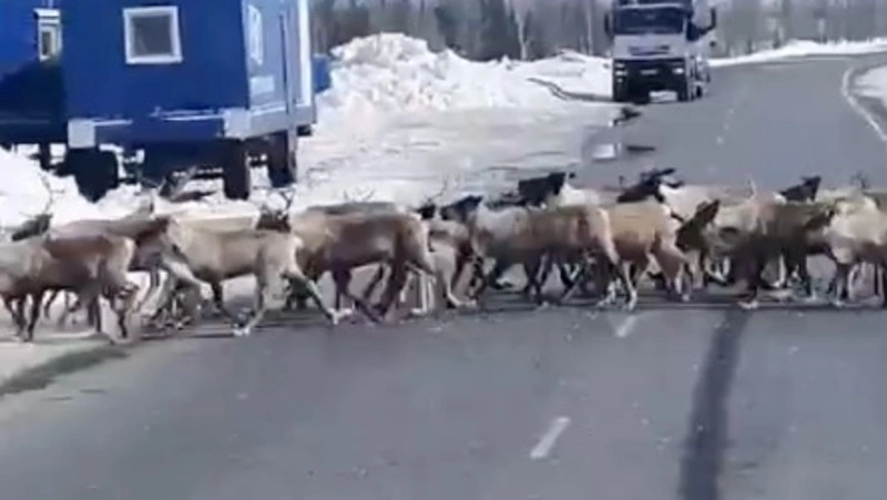 Откуда столько оленей? — На Камчатке тысячи особей мигрируют одной шеренгой