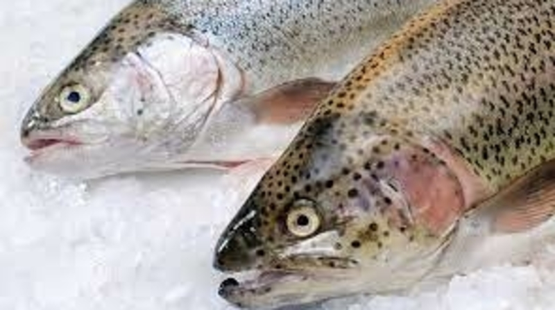 Жителей Томари расстроил завоз «социальной» горбуши. «Как за дефицитом в советские времена!»