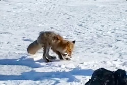 «От ворон прячет»: сахалинцы сняли на видео лису, которая пыталась закопать в снег рыбу