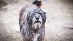 Каталонская овчарка: пес Валентин ждет свою семью в приюте Южно-Сахалинска