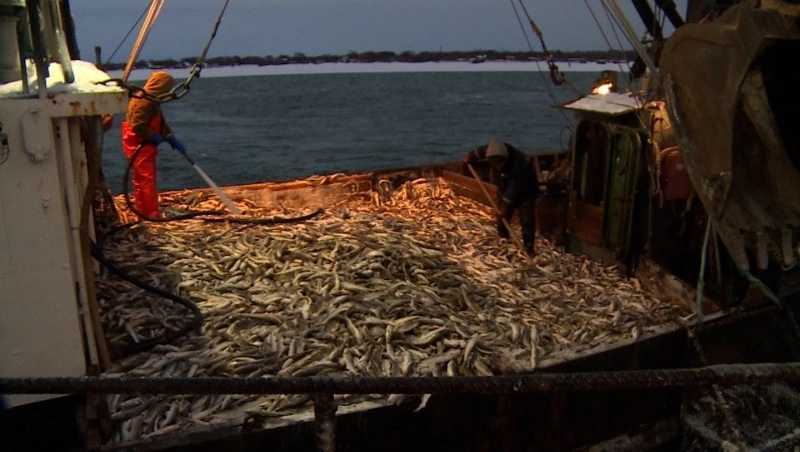 Экспорт рыбы с Дальнего Востока продолжает расти