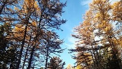 Пожароопасный сезон официально завершился в Сахалинской области 1 ноября