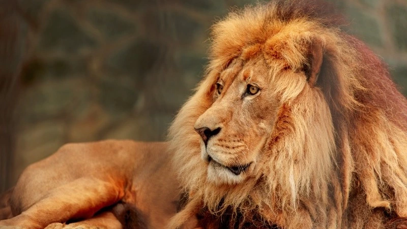 Сахалинский зоопарк готов возобновить работу после циклона