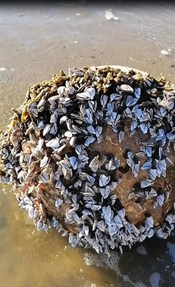 Сотни морских уточек облепили поплавки в Татарском проливе у Сахалина