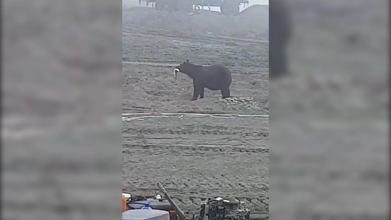 На севере Сахалина крупный медведь слопал рыбу из лодки на глазах у людей