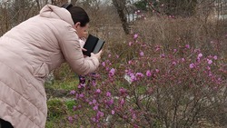 Сахалинцы любят делиться фото цветущих рододендронов