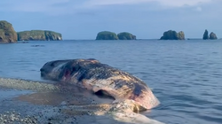 Мертвого кита, найденного на Курилах, не съедят медведи