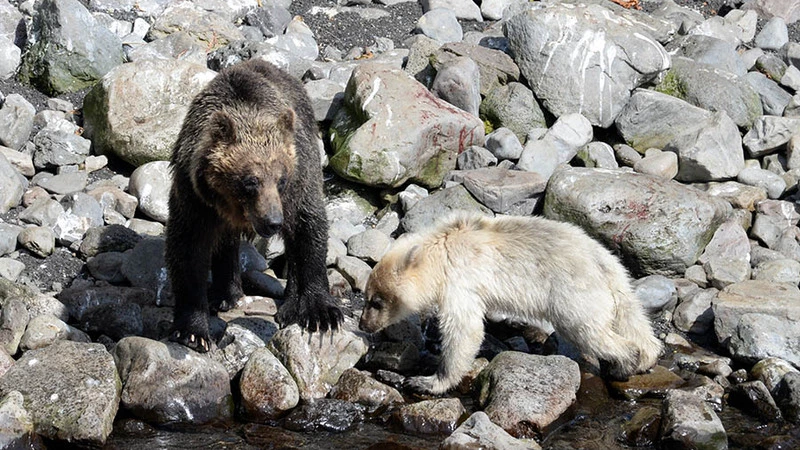 Бурая медведица и белый медвежонок бродят на нерестилище в заповеднике «Курильский»