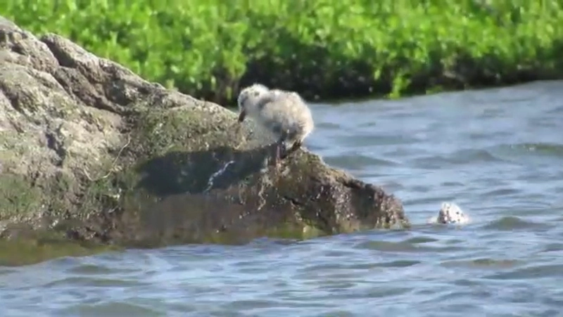 Птенцы чаек купаются в курильском озере: милое «народное видео»