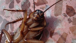 В России врачи спасли мужчину от таракана в ухе