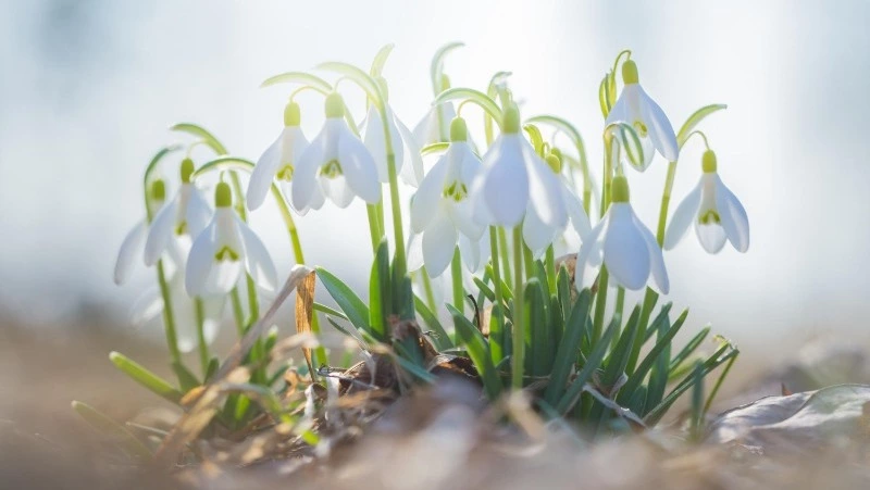День подснежника 2025: когда отмечают, символика и интересные факты о весеннем цветке