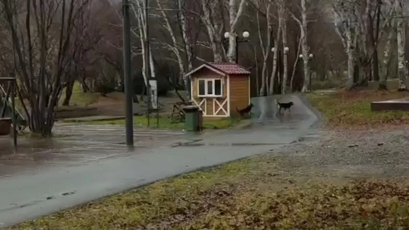 «Страшно в парке гулять»: стая бездомных собак пугает гостей парка в Южно-Сахалинске