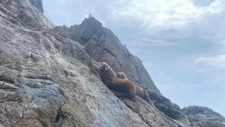 Сивучей на Монероне с высоты птичьего полета показал московский фотограф