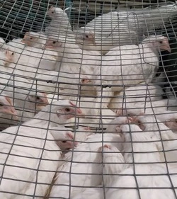 Молодые курочки-несушки пользуются большим спросом у сахалинцев