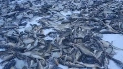 Десятки тонн наваги по доступной цене купили жители Сахалина