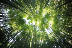 Три тысячи деревьев высадят сахалинцы в рамках акции «Сохраним лес»