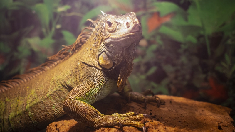 Рептилии в опасности: в зоопарке Южно-Сахалинска вспыхнул террариум