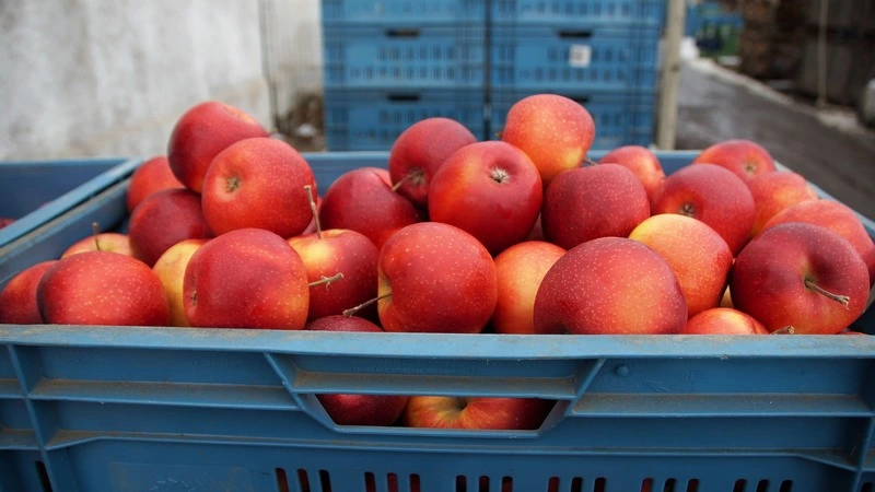 Экспорт российской сельхозпродукции тормозит закон о карантине растений