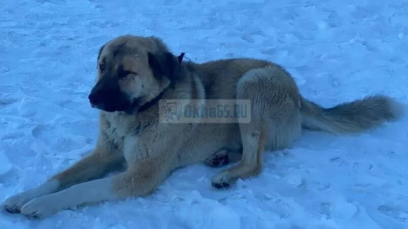 Бродячая собака в Охе загрызла маленького шпица на глазах у детей