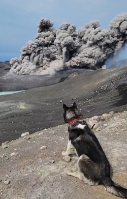 Собака Айя проследила за выбросом пепла из вулкана на северных Курилах