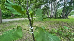 Лилию Глена в парке Южно-Сахалинска сломали прямо перед цветением