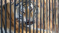 Сахалинский зоопарк показал новую тигрицу Глорию (ФОТО, ВИДЕО)